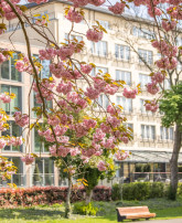 new/cherryblossoms-closeup.jpg
