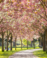 new/cherryblossoms-pathway2.jpg