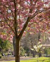 new/cherryblossoms-withbandstand.jpg