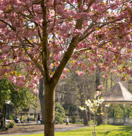 Cherry Blossom in Herbert Park