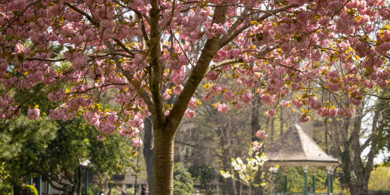 Cherry blossoms at Herbert Park