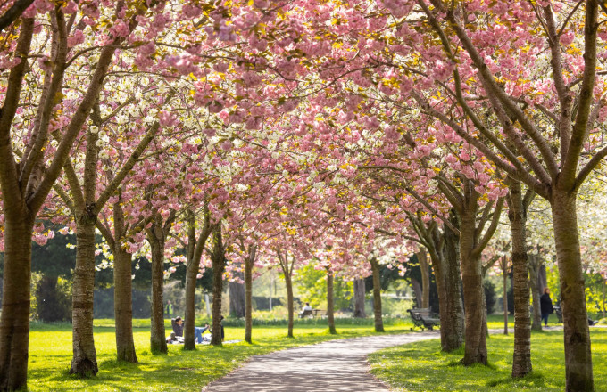 Herbert Park Cherry Blossoms